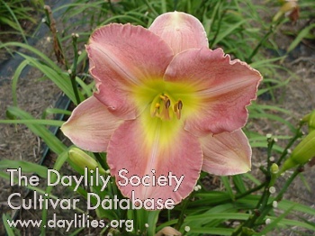 Daylily Best Kept Secret